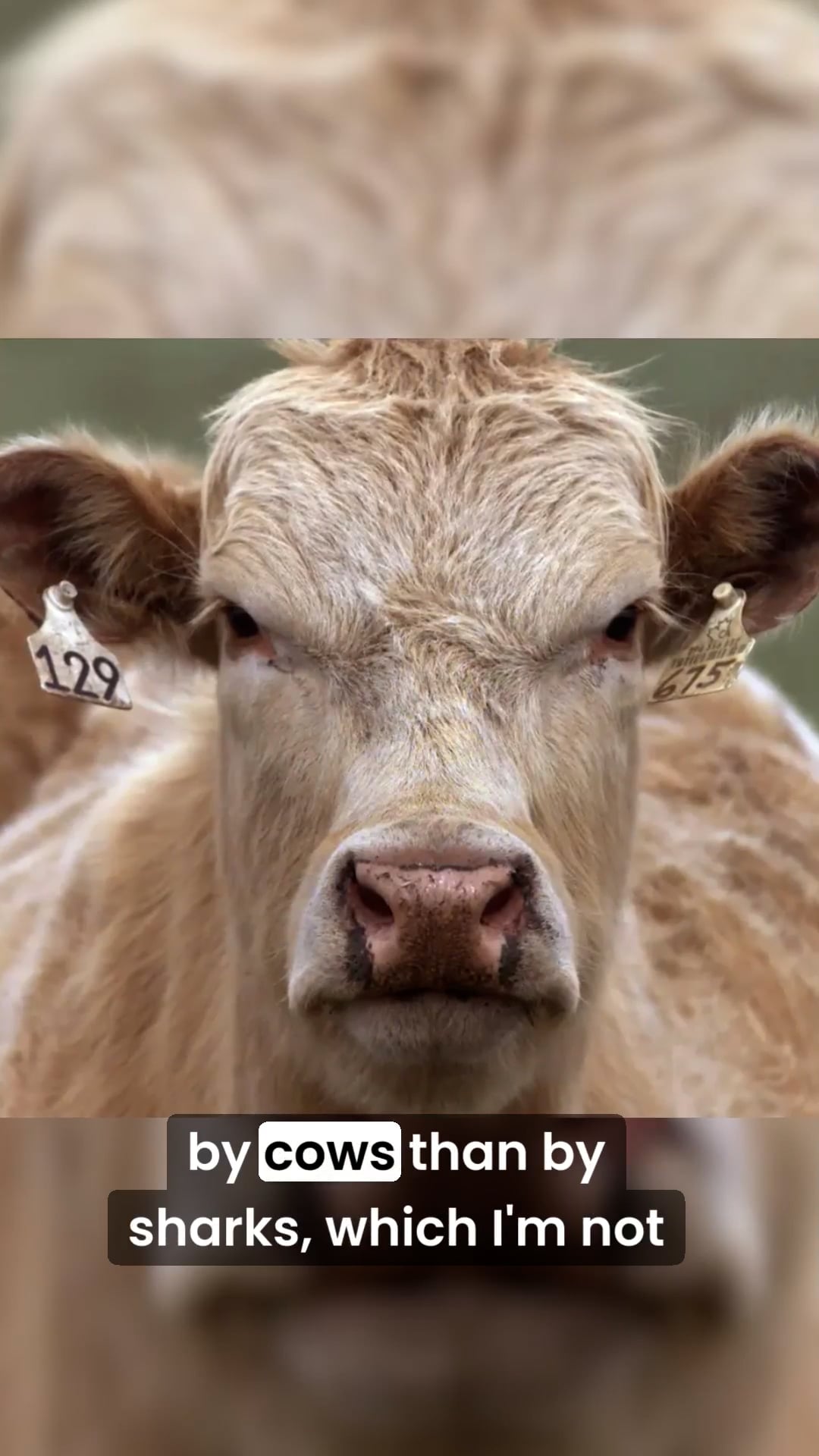 Why are cows so dangerous?