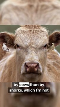 Why are cows so dangerous?