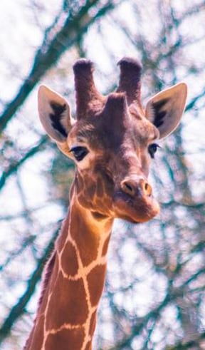 What is a giraffe's longest nerve?