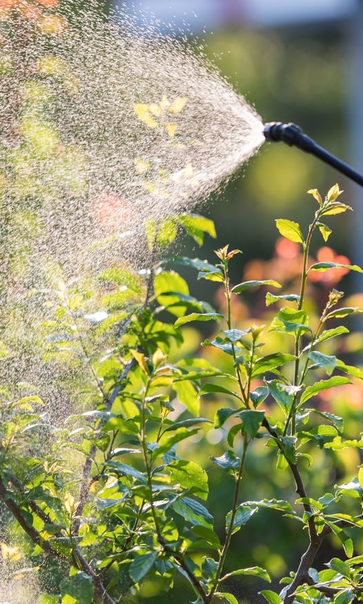 Are odourless insecticides harmful to humans?