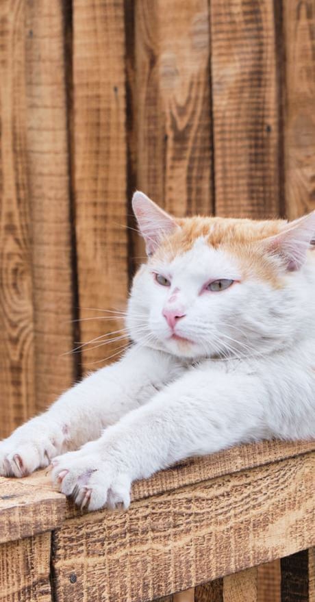 How do cats contort themselves through very small spaces?