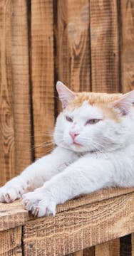 How do cats contort themselves throug...