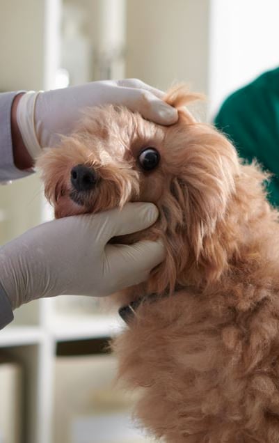 What are annual vaccinations in dogs and cats looking to prevent?