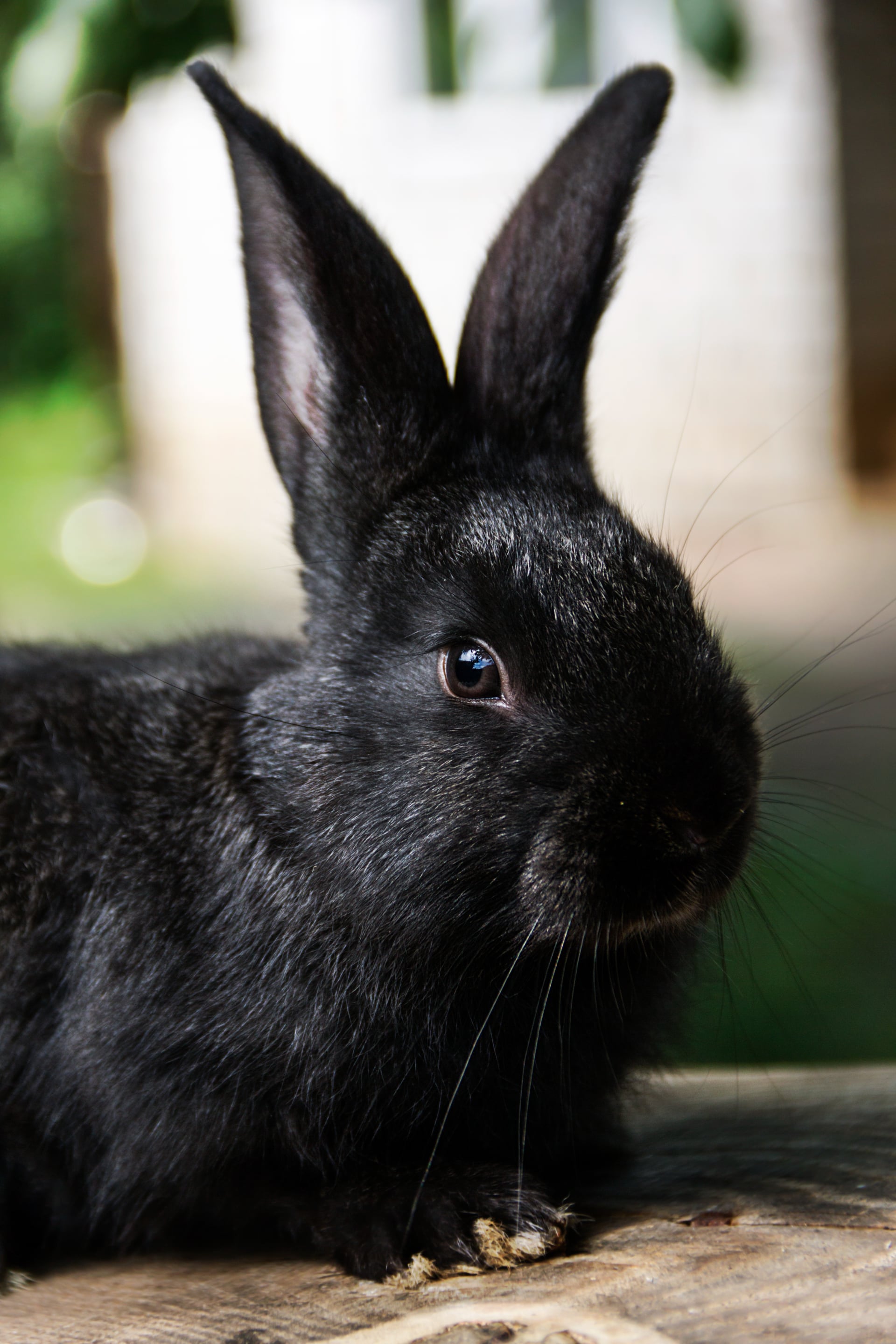 Why do rabbits sometimes develop digestive problems?