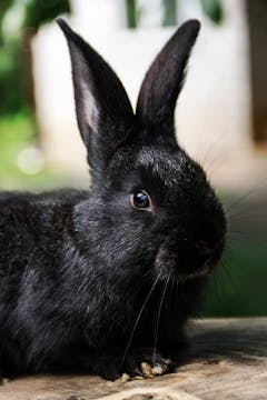 Why do rabbits sometimes develop dige...