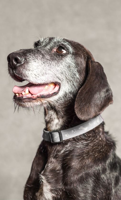 What are the most common conditions in older dogs?