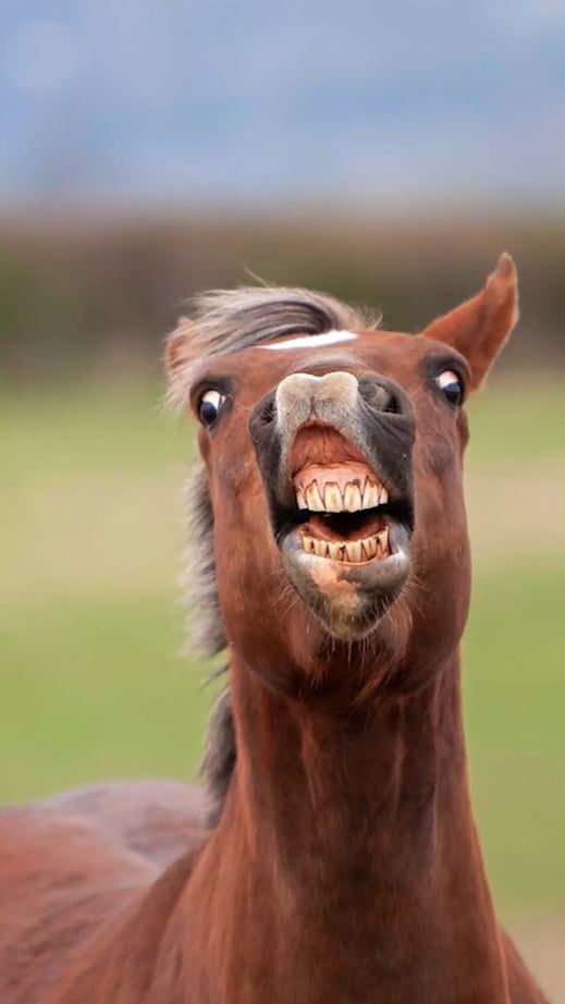 What is the flehmen response?