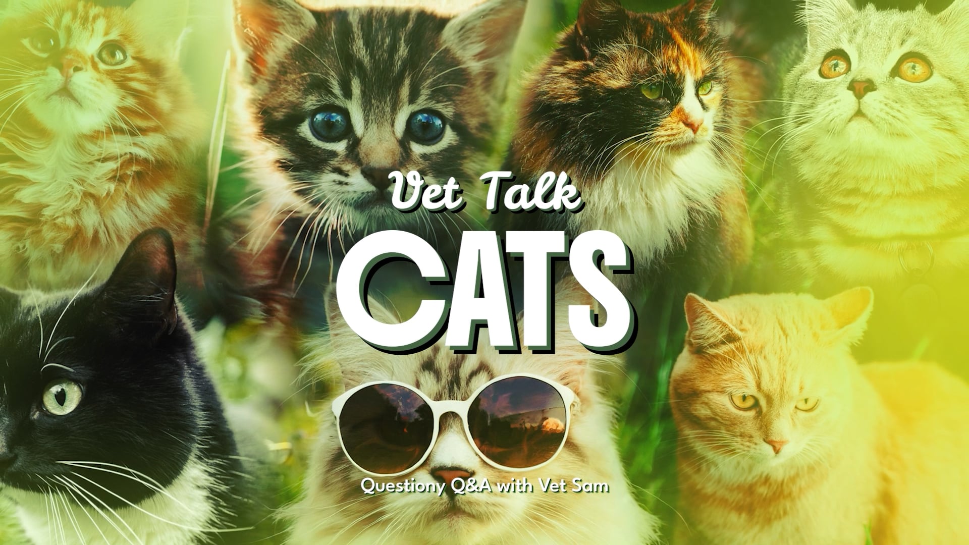Preview: Vet Talk Cats