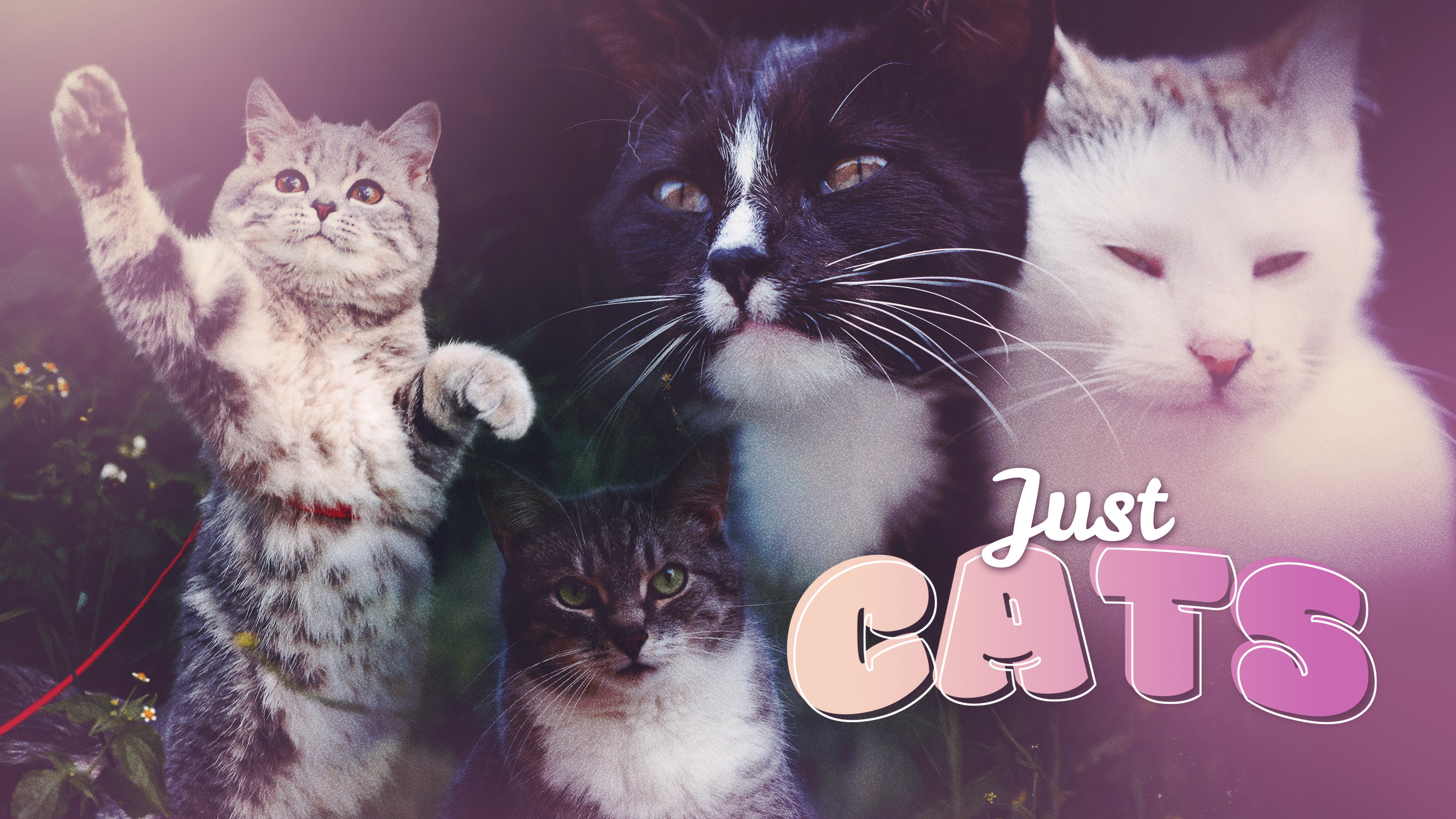 Just Cats