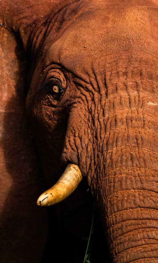 Are there certain animals who never get cancer?