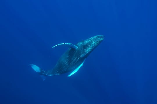 Siren of the Deep