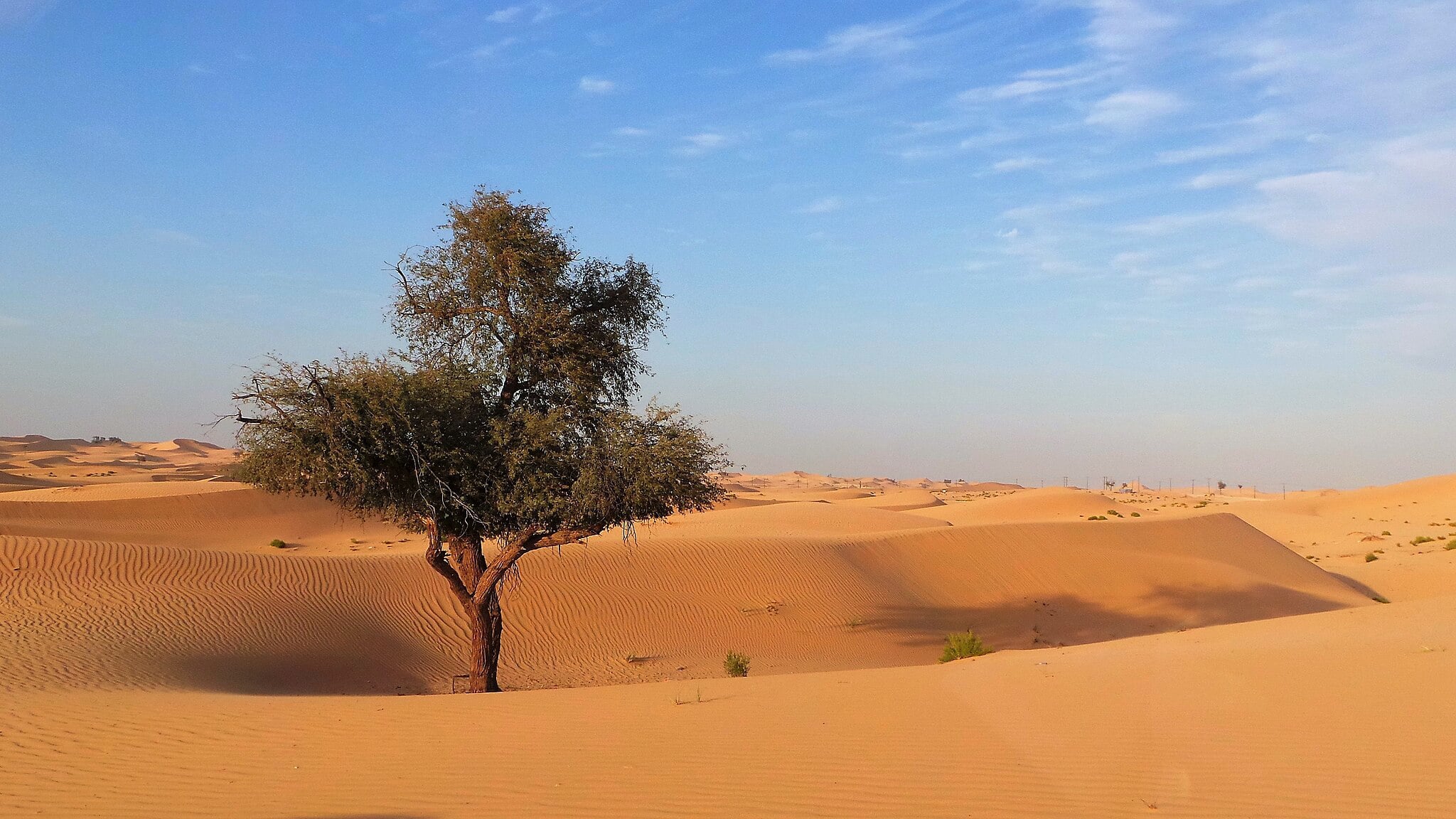 The Voice of the Desert