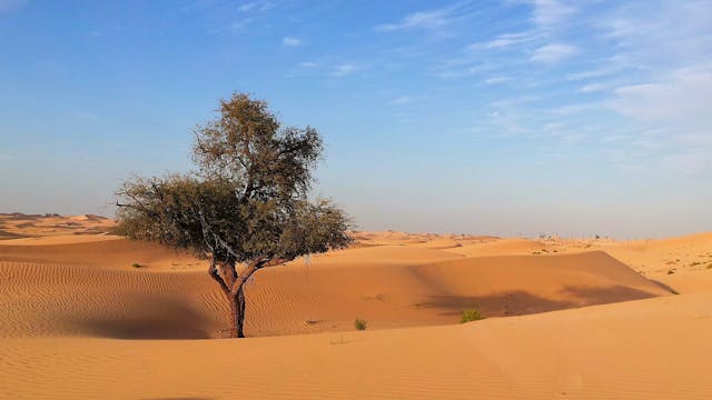 The Voice of the Desert