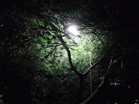 Voices in the Light: "Shine"