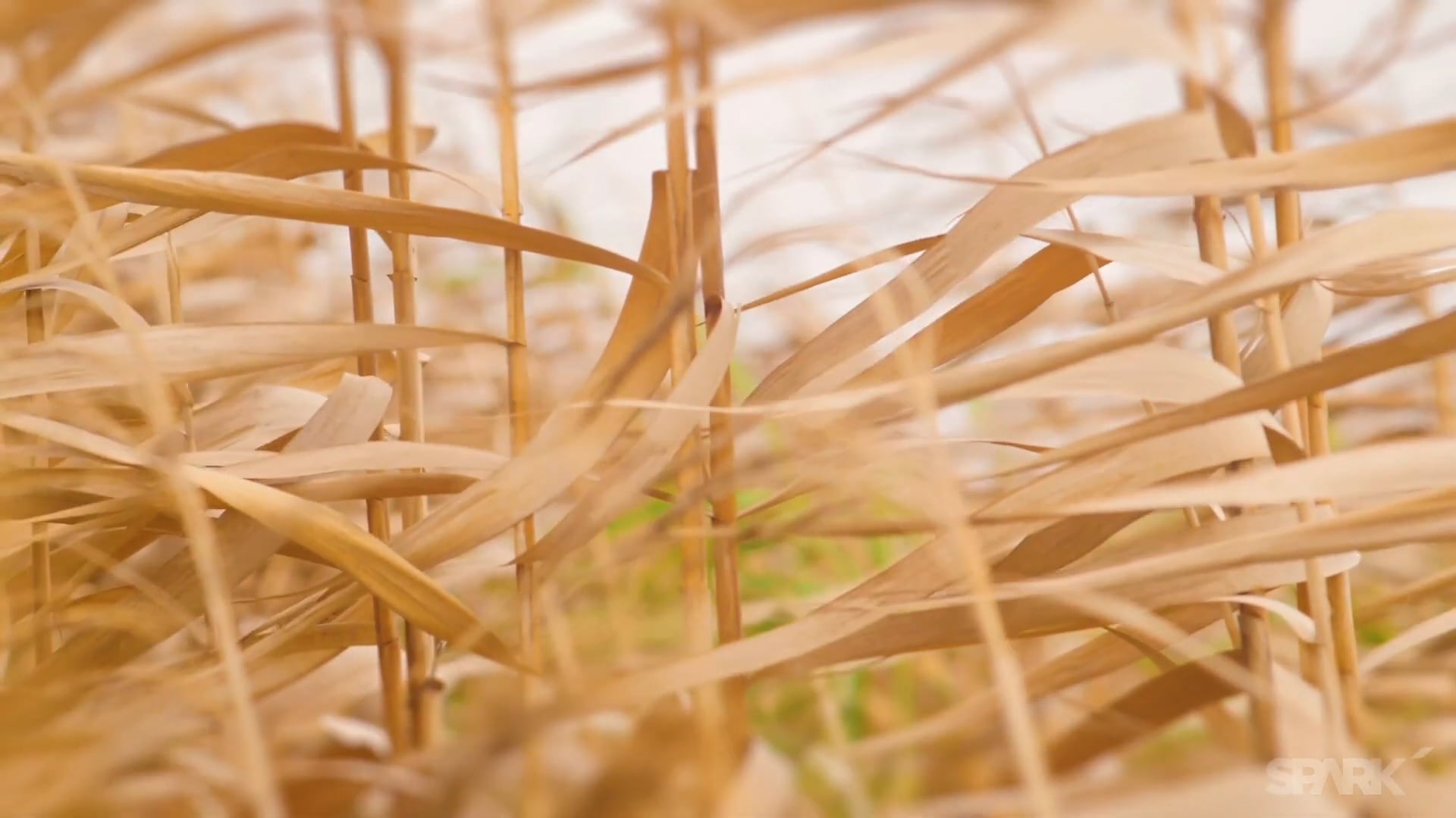 Micro Meditation - Seek Inner Peace