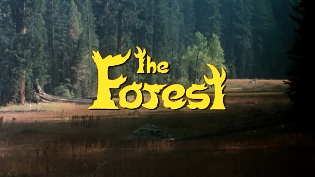 The Forest (1982) 