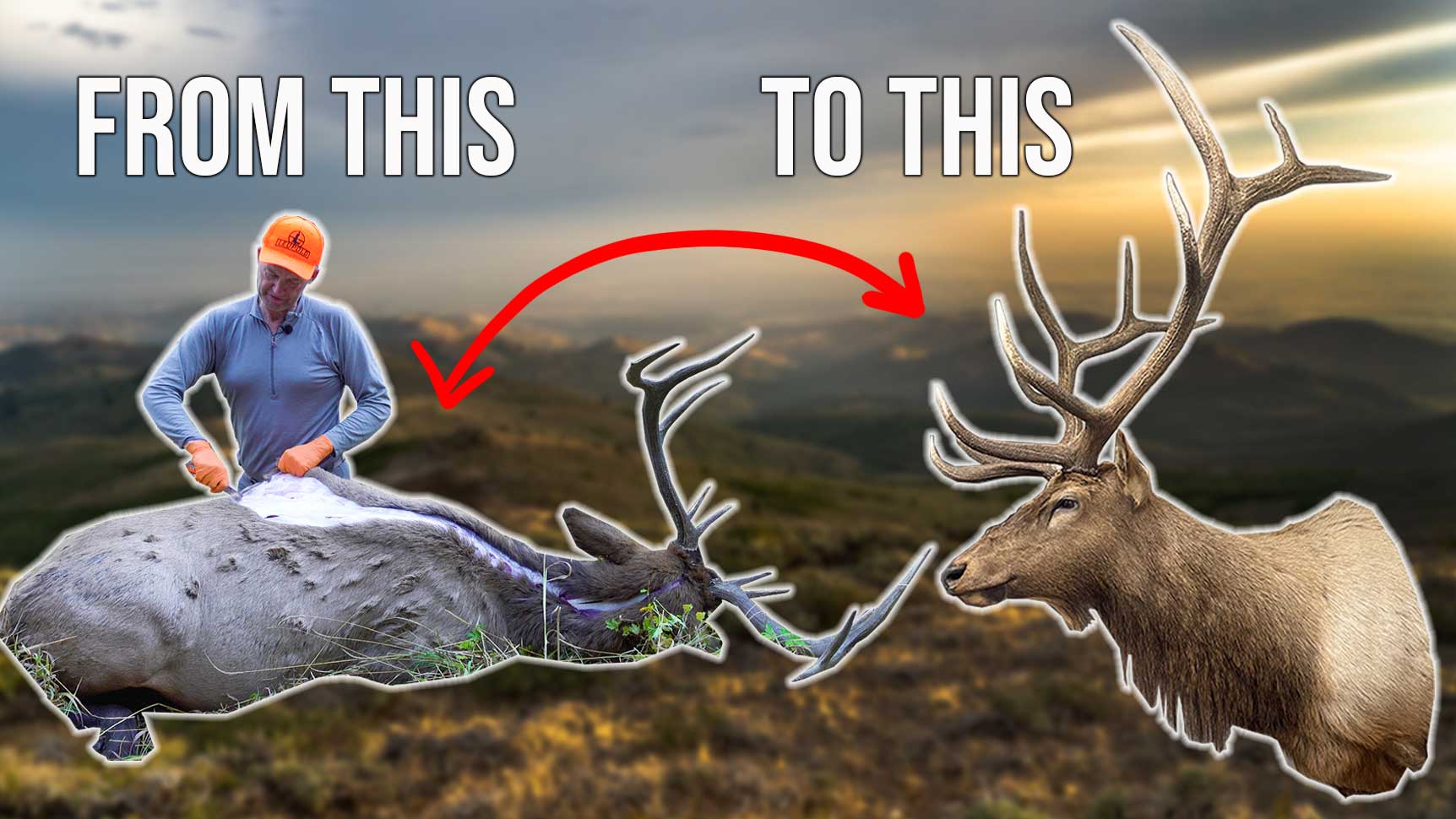 How to Cape a Bull Elk For Taxidermy 