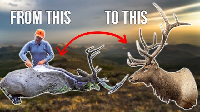 How to Cape a Bull Elk For Taxidermy 