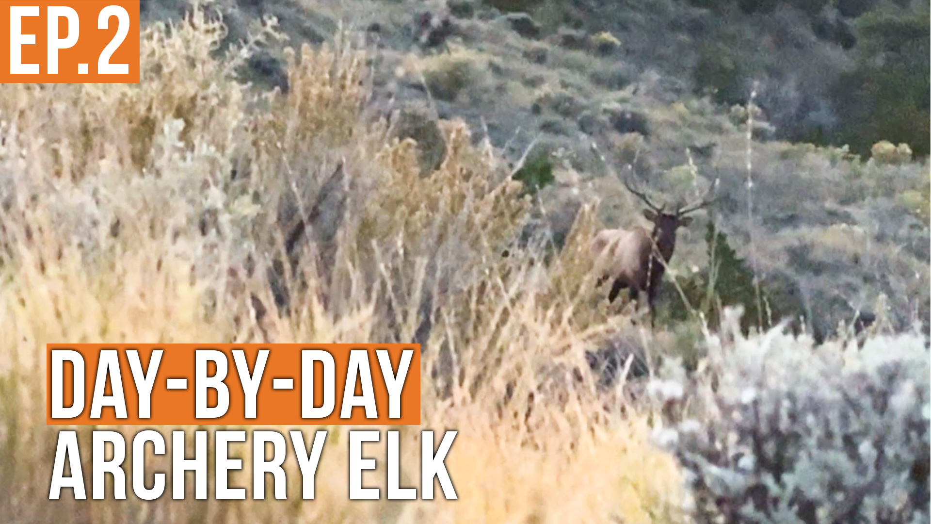 They're RIGHT THERE | Archery Elk (EP.2)