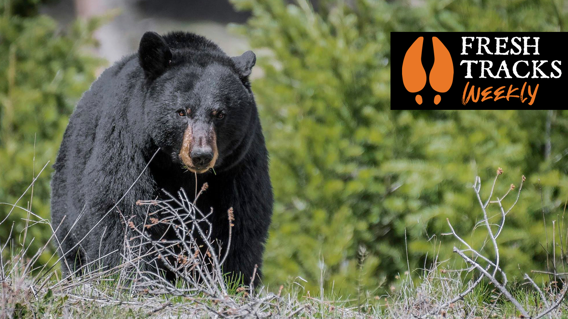 Banning Bear Hunting | Fresh Tracks Weekly Ep. 8