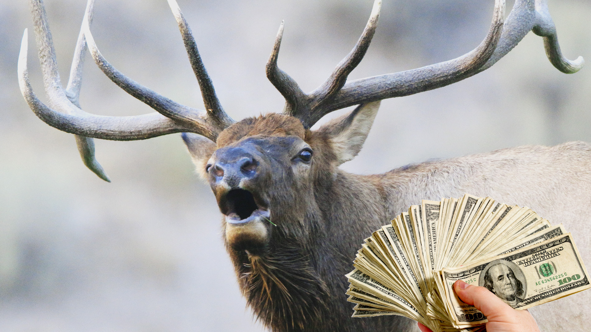 More Bulls For Billionaires! | Fresh Tracks Weekly 