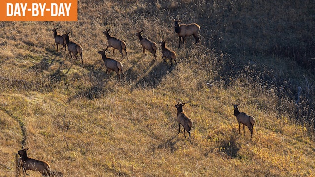 Hunting Elk with LLAMAS! | Backcountry Elk Hunting! 