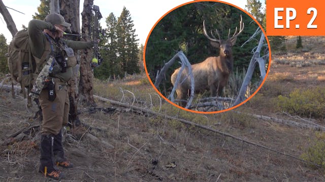 FULL DRAW On A Public Land Bull | Bac...