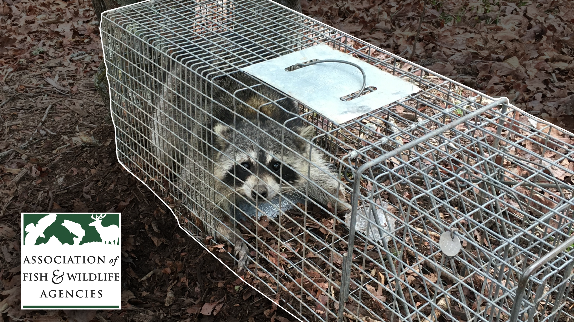 How to Use Cage Traps