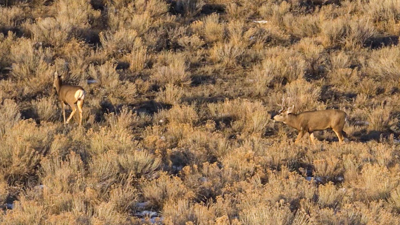 Deer Everywhere! | Colorado Deer with Jace - 2022 Colorado Deer With ...