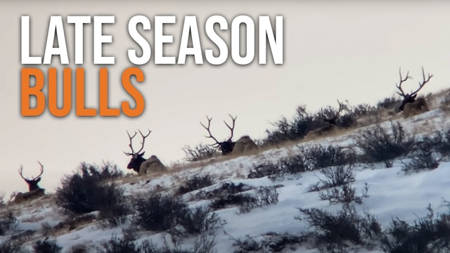 How to Find Late Season Elk on Public Land!