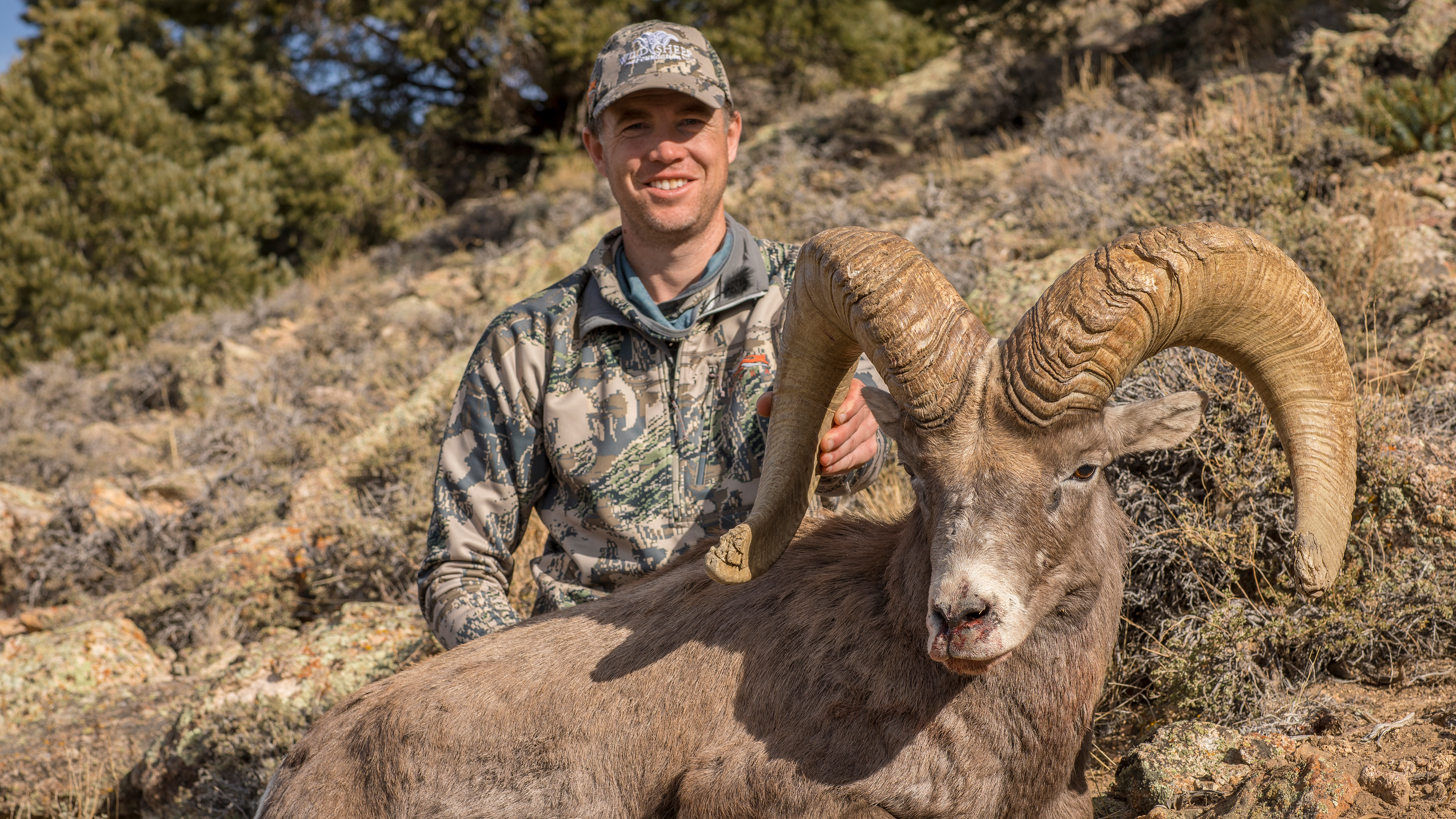 Nevada Desert Bighorn Sheep