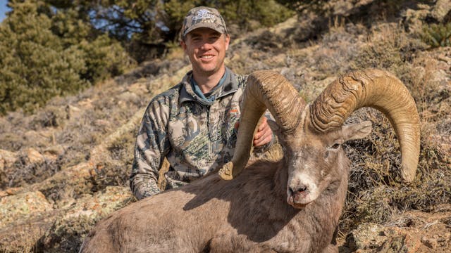 Nevada Desert Bighorn Sheep