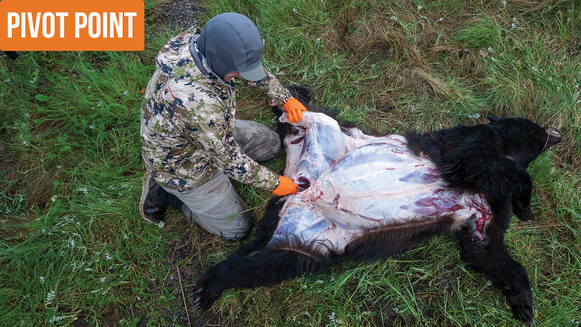 Alaska Black Bear | Pivot Point