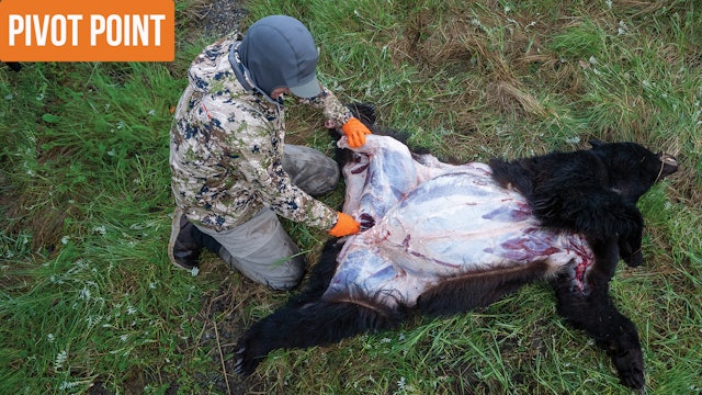 Alaska Black Bear | Pivot Point