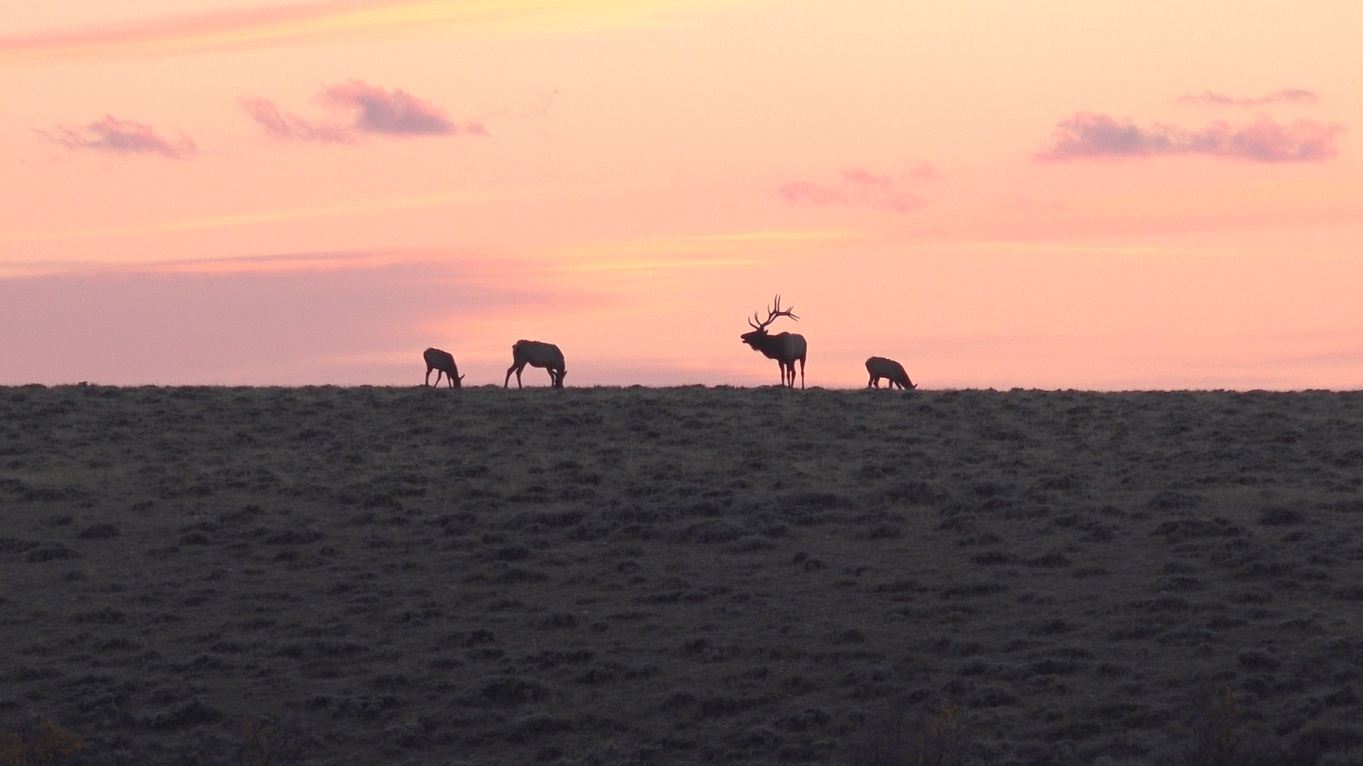 Bull Elk EVERYWHERE! | Wyoming Sweepstakes (Ep. 1 of 2)