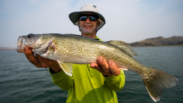 Fort Peck Walleyes 