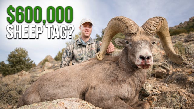 $1.2 Million For 2 Sheep Tags? | Fres...