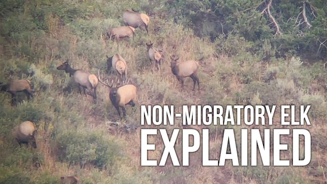 How to Hunt Non-Migratory Elk!