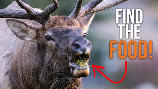 E-Scouting Rutting Bull Elk - How to Find The Food