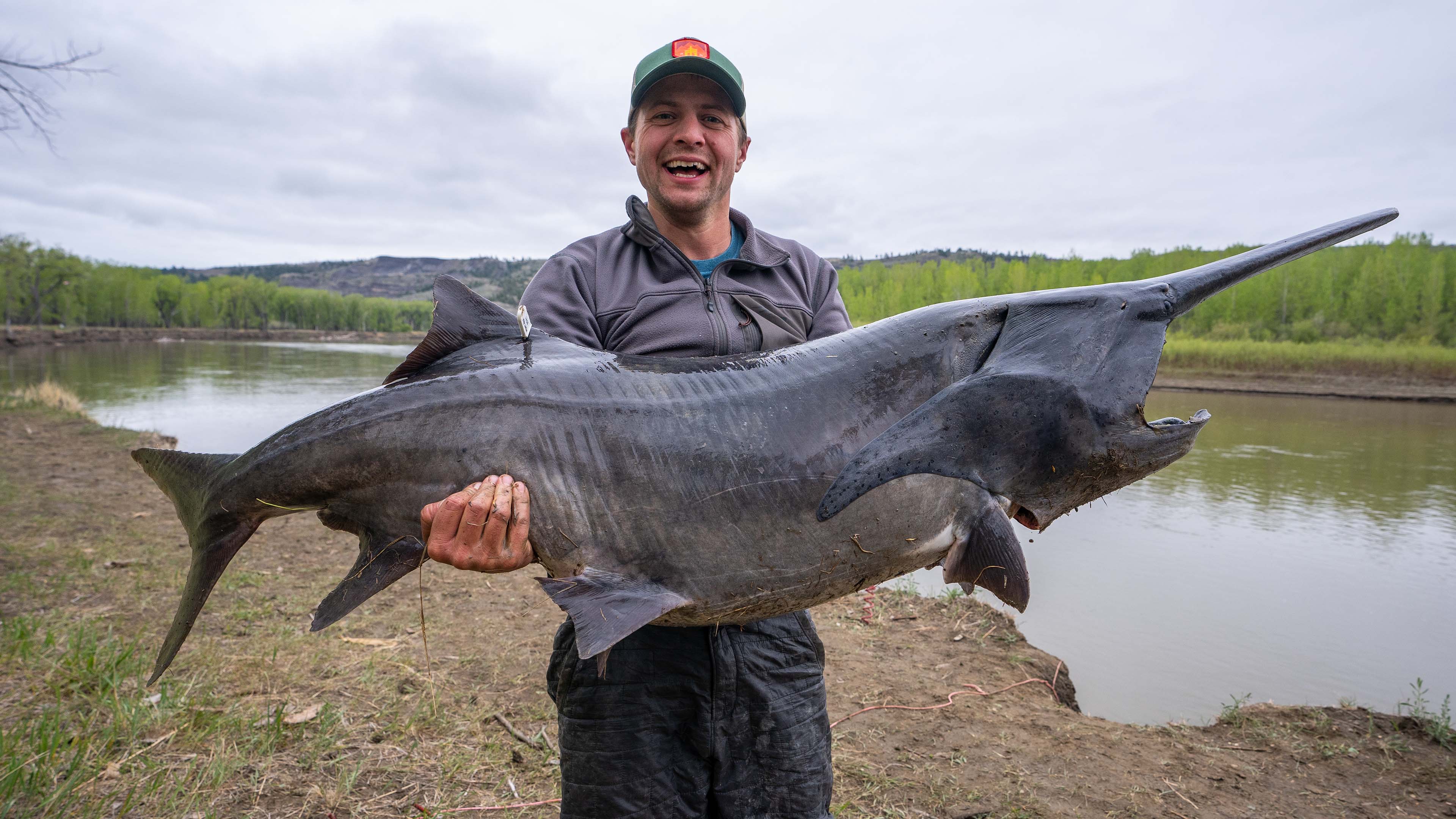 Montana Paddlefish
