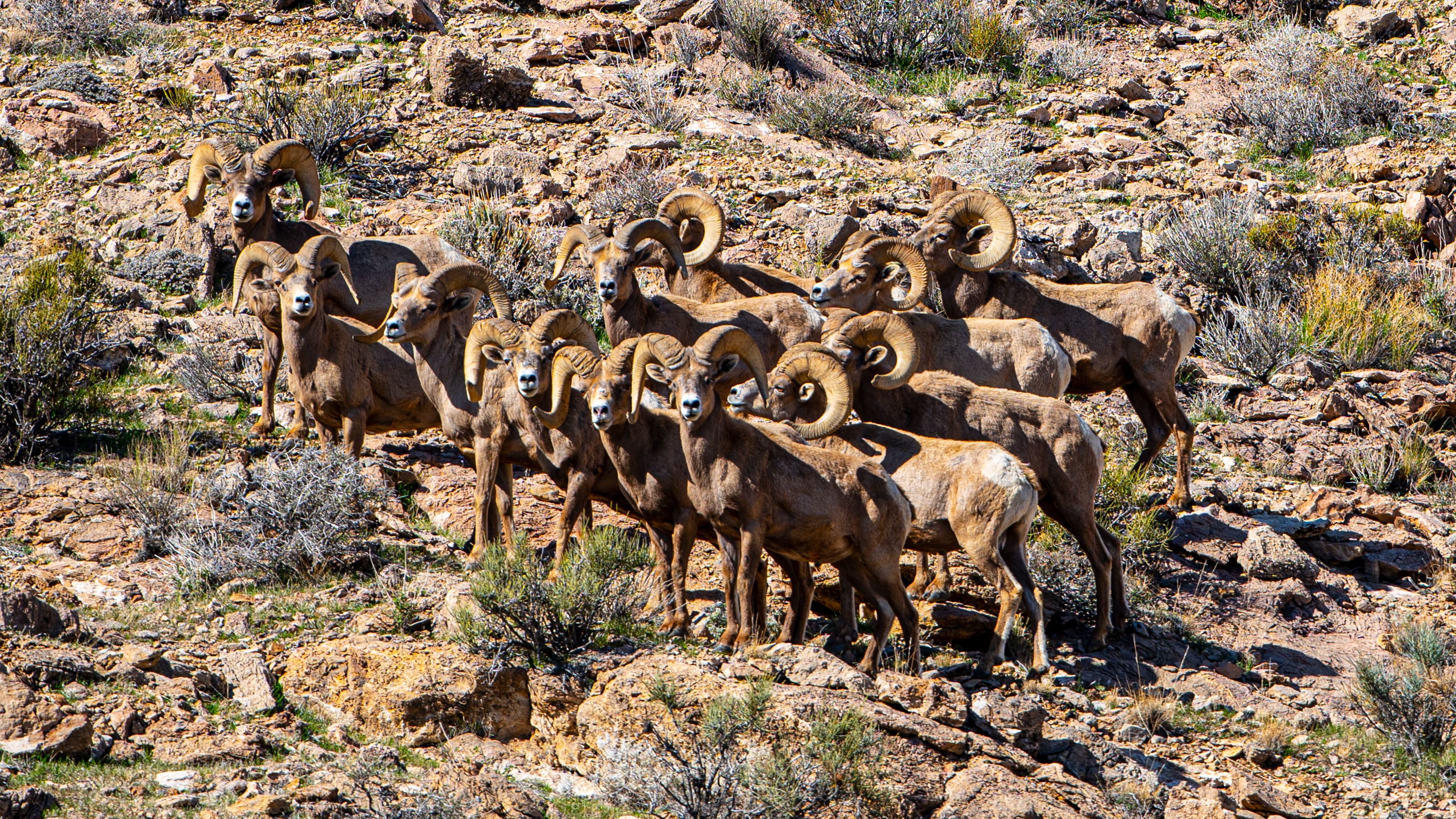 Selfless – A Story of Wild Sheep Advocacy