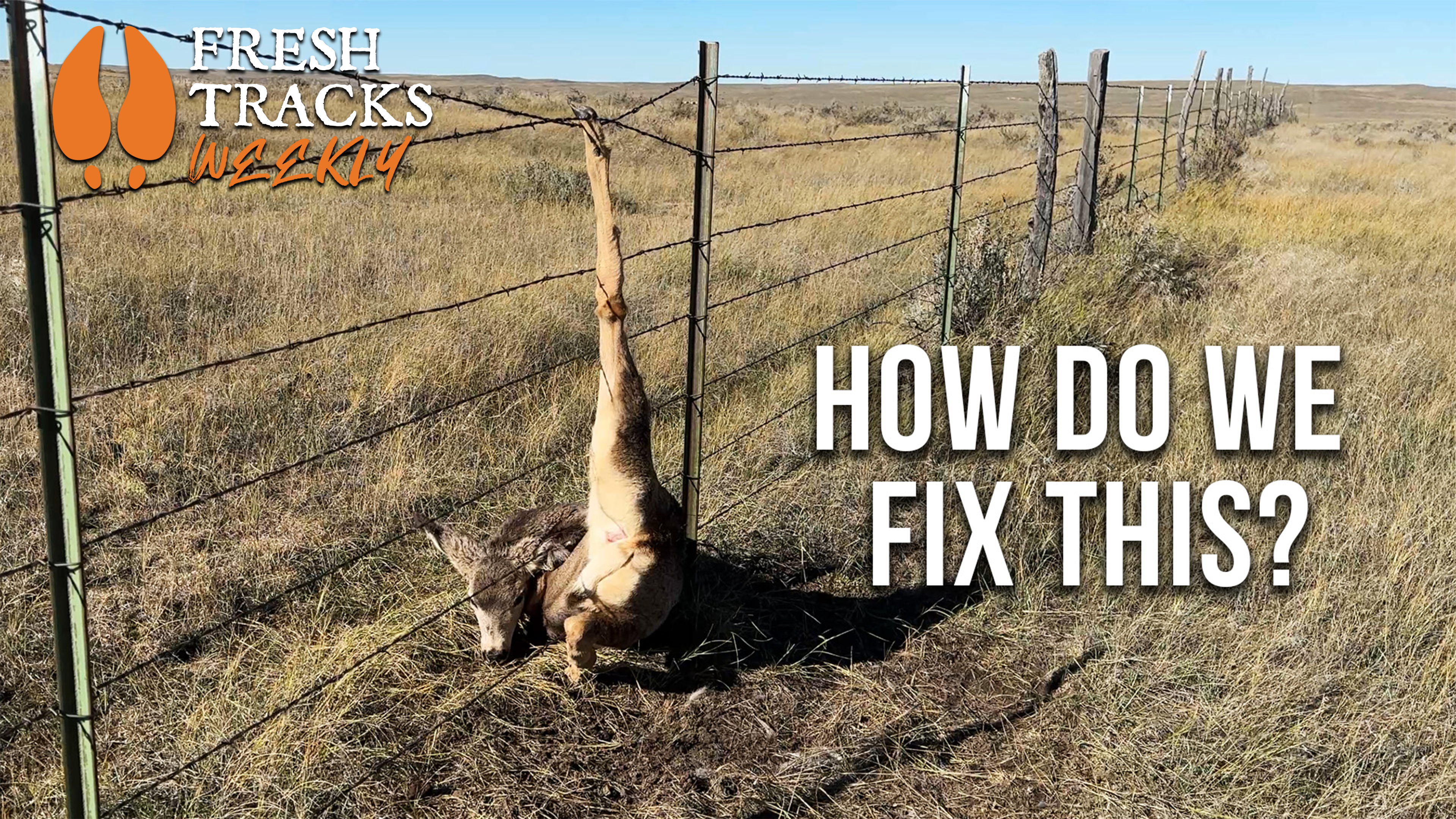 Are Virtual Fences the Future for Wildlife Migration? FTW Ep. 124