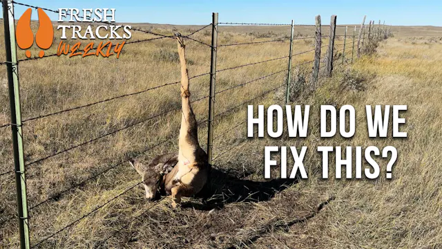 Are Virtual Fences the Future for Wil...