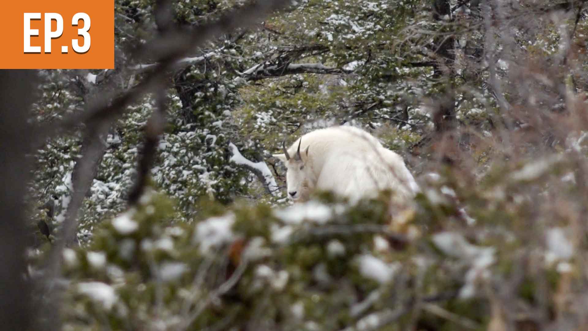 30 YARDS from TWO BILLYS | Montana Mountain Goat Ep.3