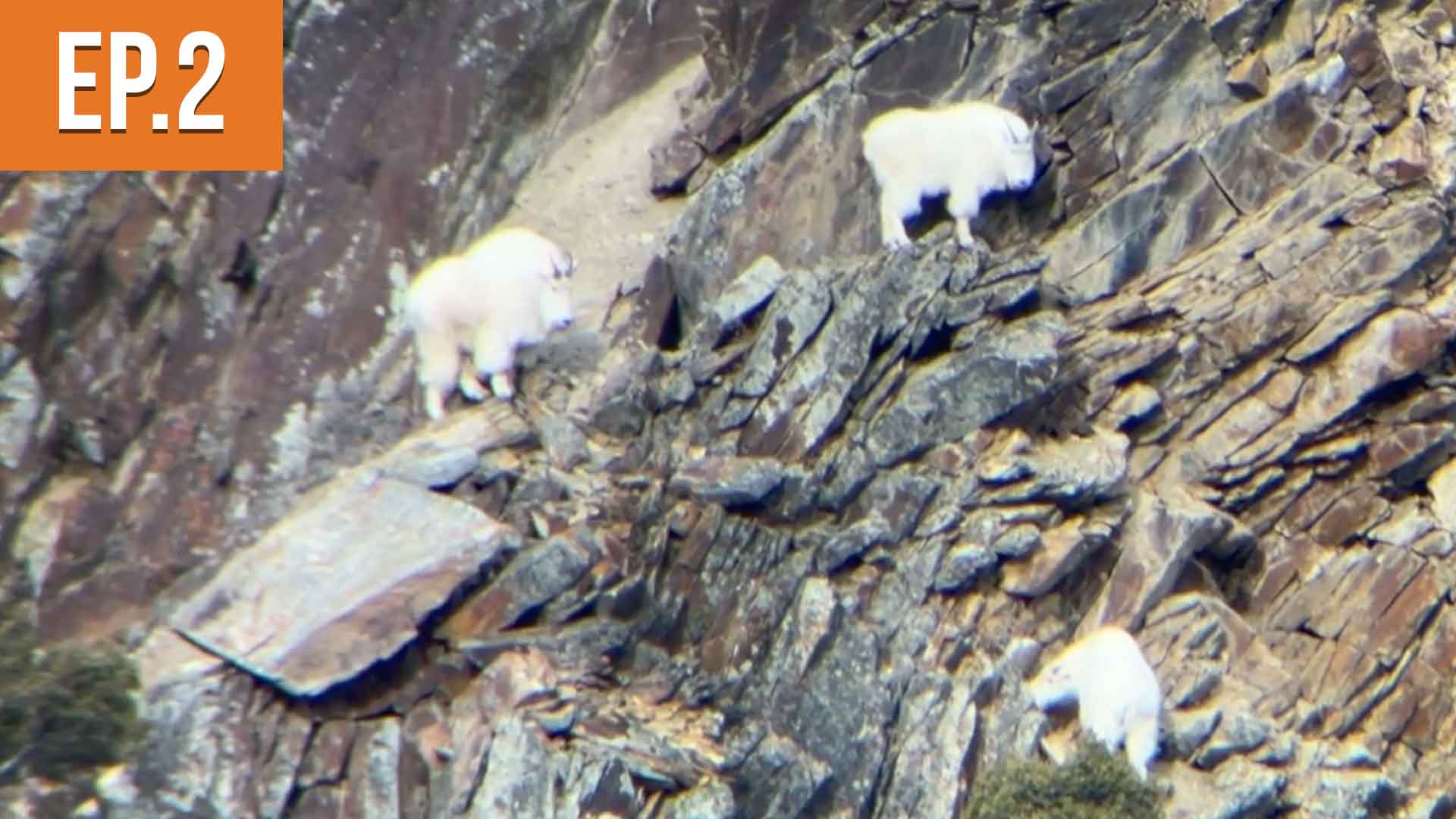 Time to Make a Change | Montana Mountain Goat Ep.2