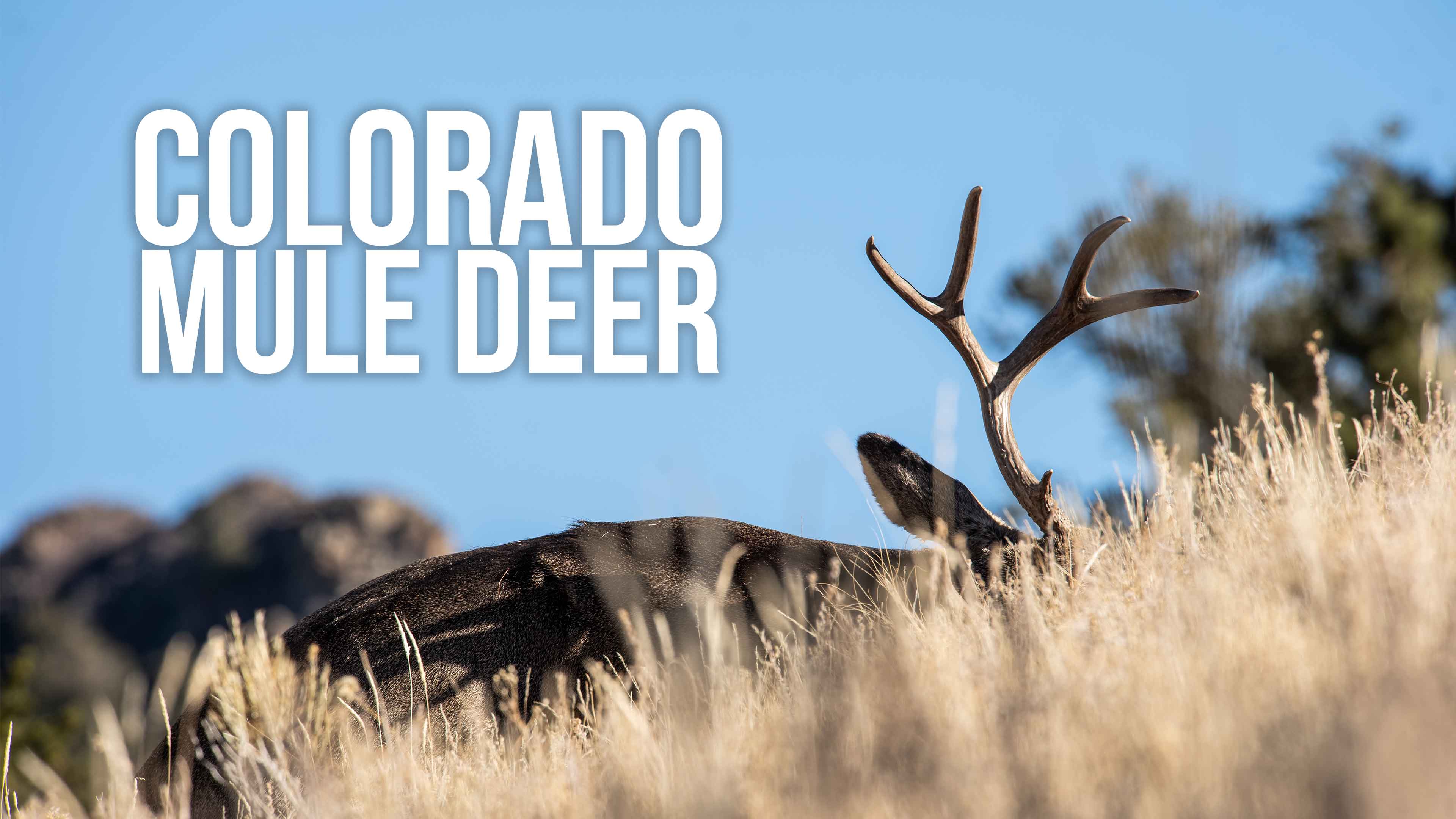Colorado Mule Deer