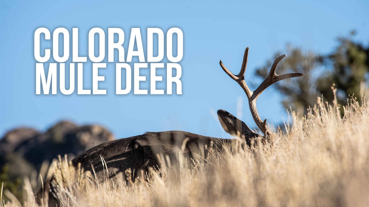 Colorado Mule Deer