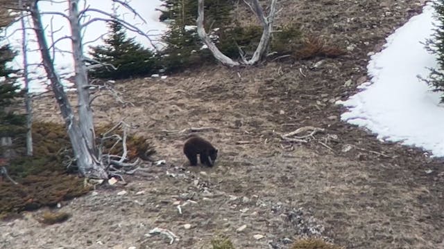 Critters Everywhere | Dale's Bear Hun...