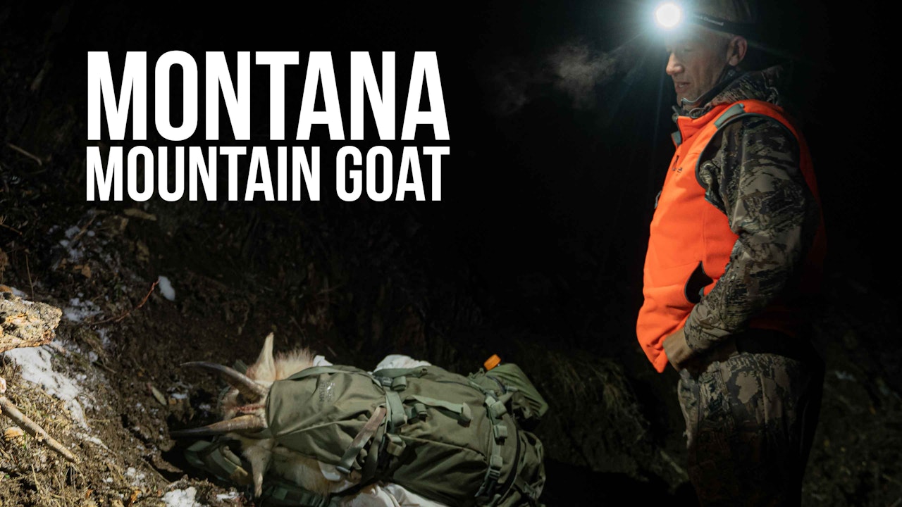 Montana Mountain Goat