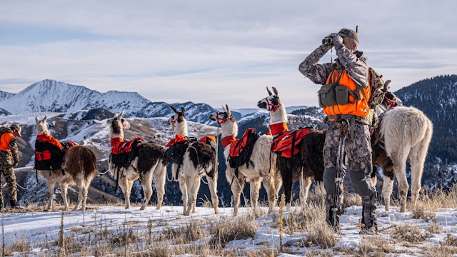 Public Land Bulls | Montana Rifle Elk with Beau Baty and Matt Seidel